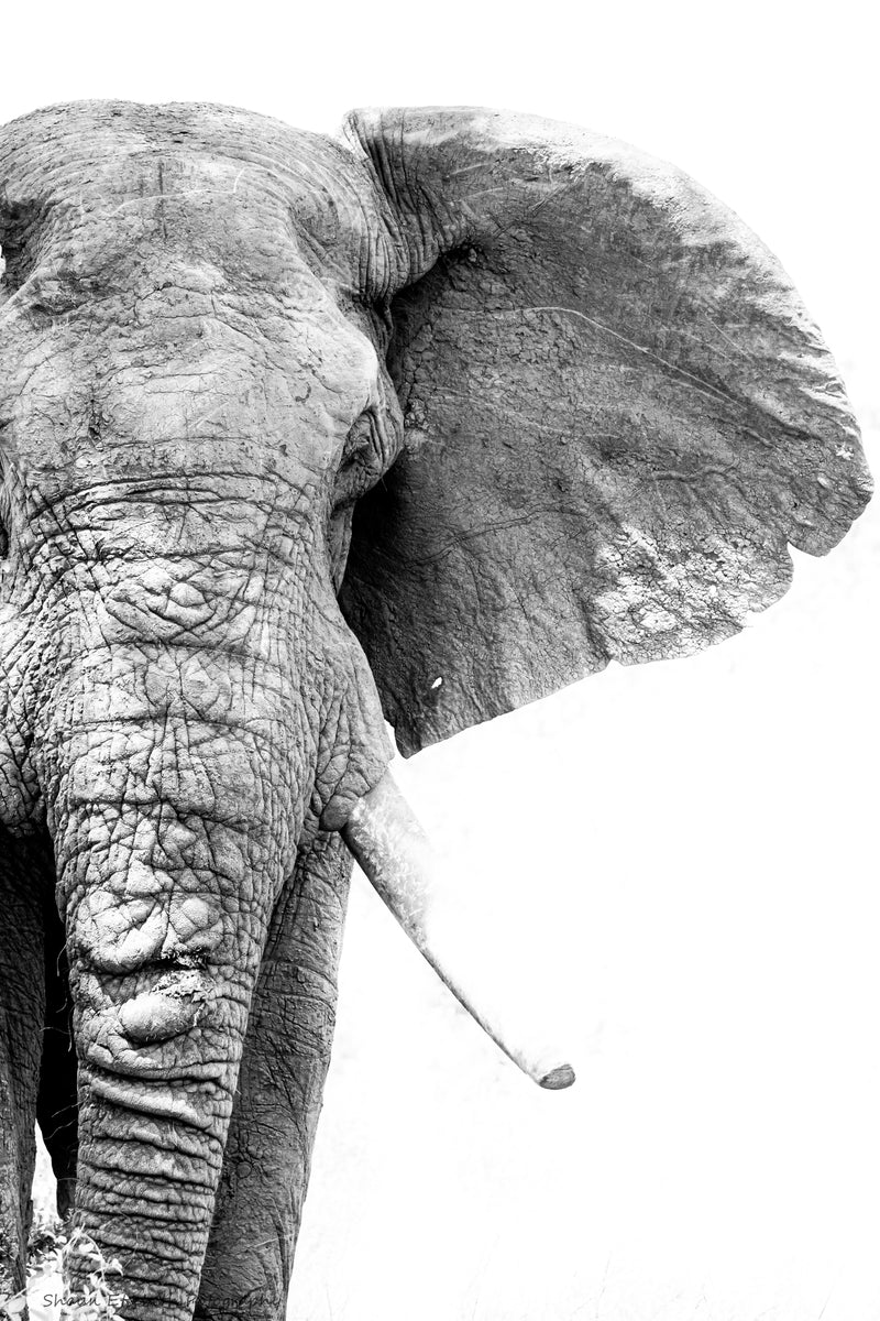 Elephant Print: 4 – Canvas & More