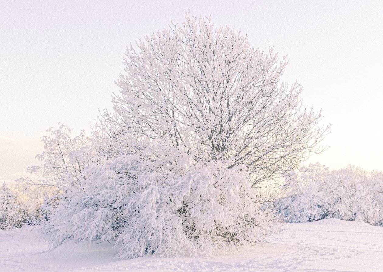 Snow Tree Canvas & More