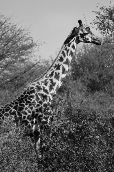 Giraffe Print: 1