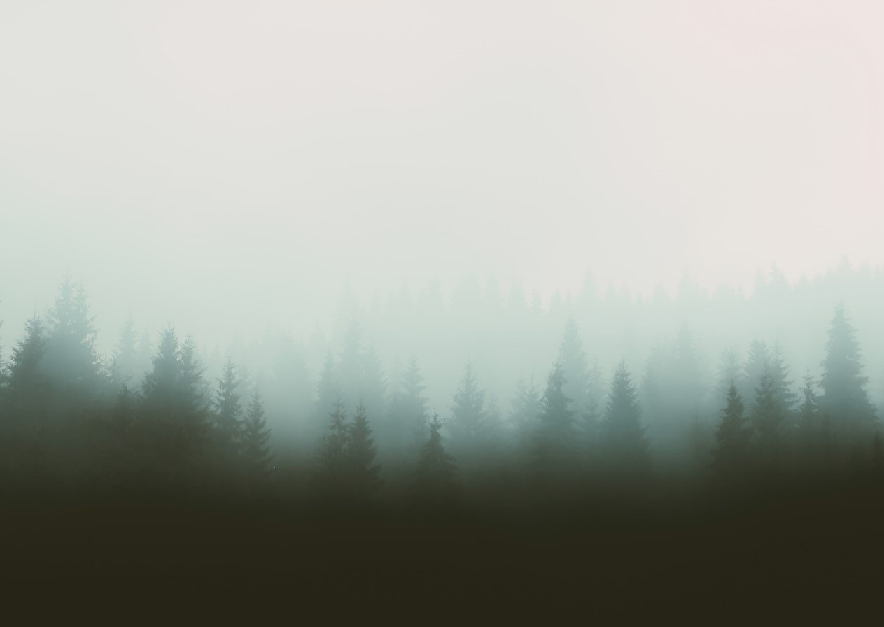 Misty Forest Canvas & More