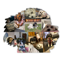 Dog Photo Fridge Magnets - Custom Shape (PACK OF 2)