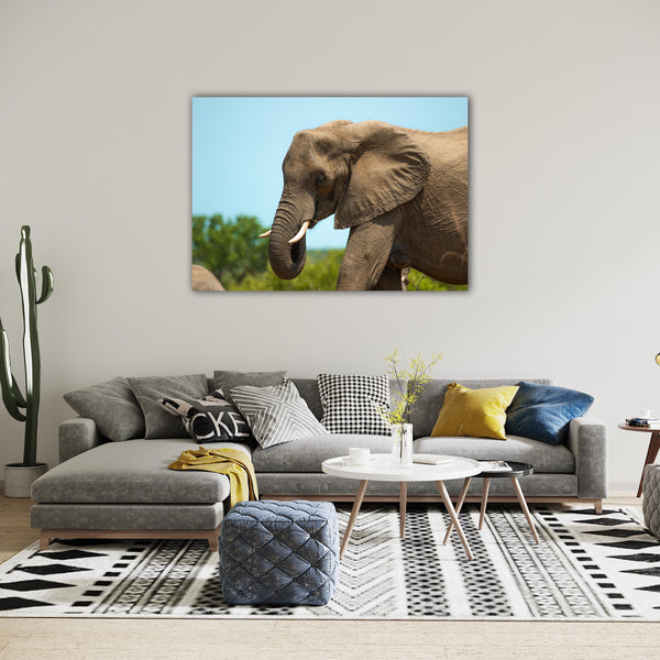 Elephant Print: 11