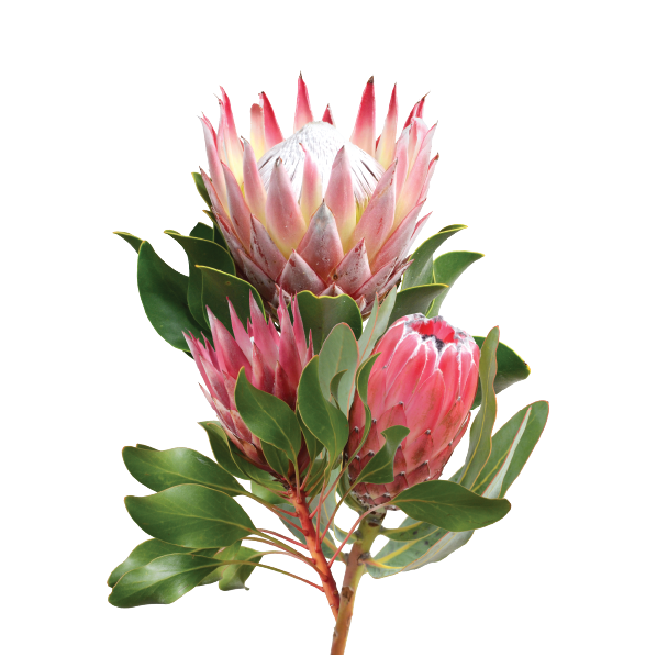 Baby Safari Animals Theme