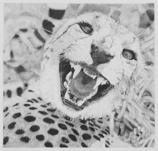 Cheetah Pencil Drawing Pencil Drawing Clive 