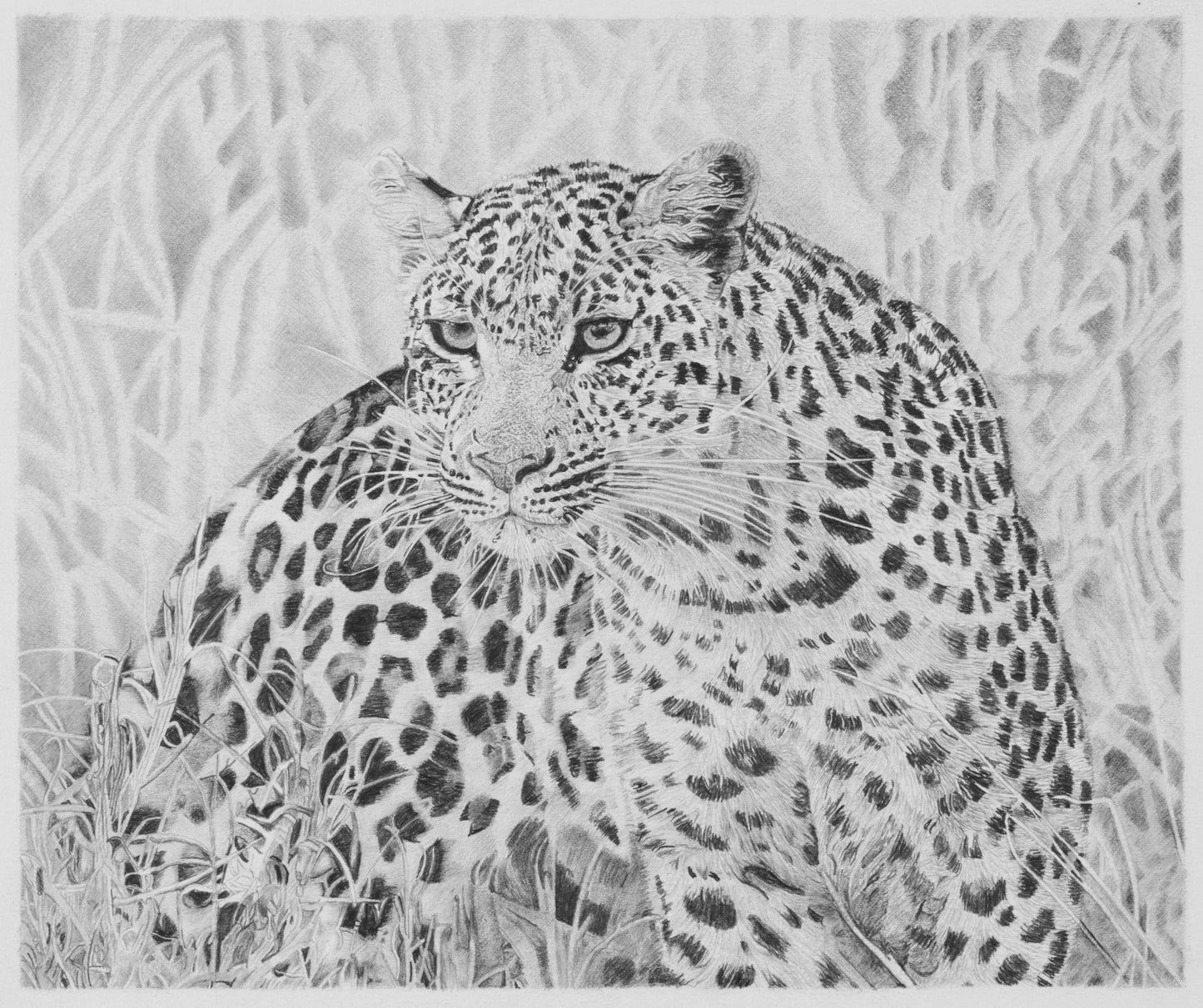 Leopard Pencil Drawing Pencil Drawing Clive 