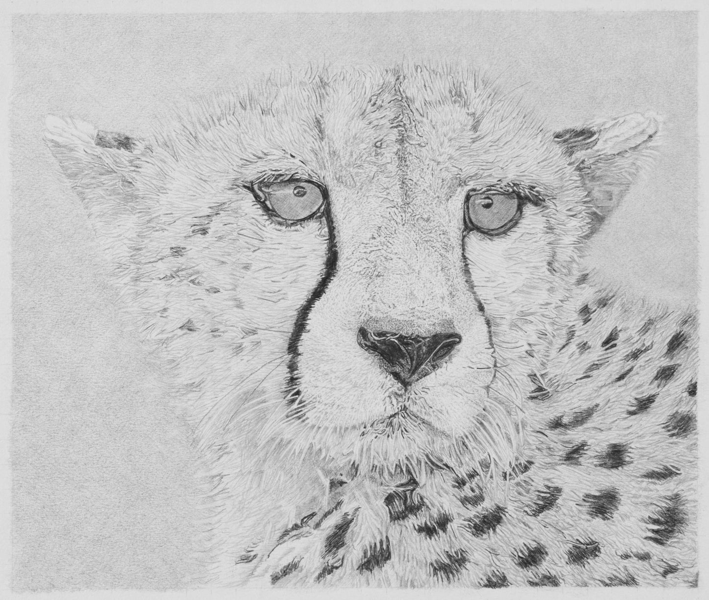 Cheetah Pencil Drawing Pencil Drawing Clive 