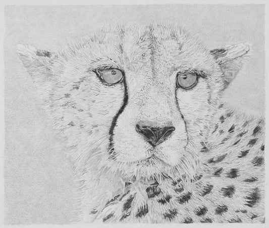 Cheetah Pencil Drawing Pencil Drawing Clive 