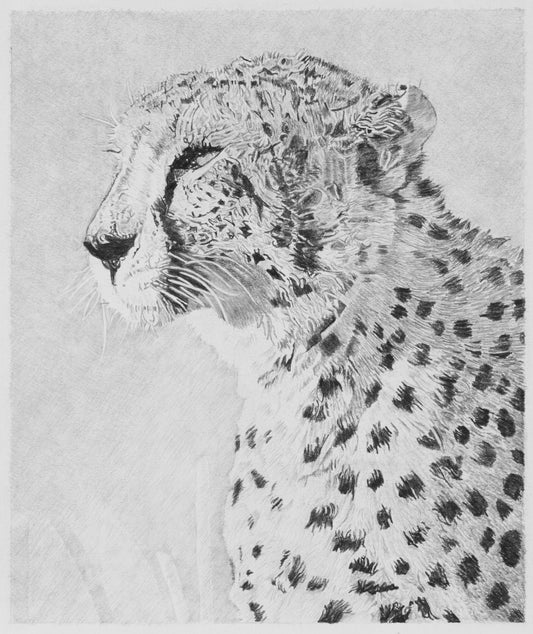 Cheetah Pencil Drawing Pencil Drawing Clive 