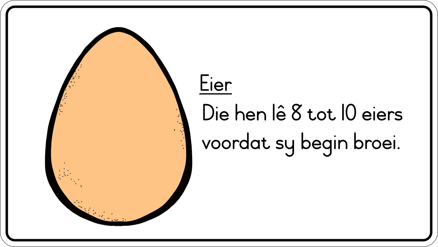 Lewensiklus van die hoender Fridge Magnets - (6 PER PACK)