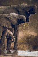 Elephant Print: 13