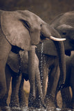 Elephant Print: 15