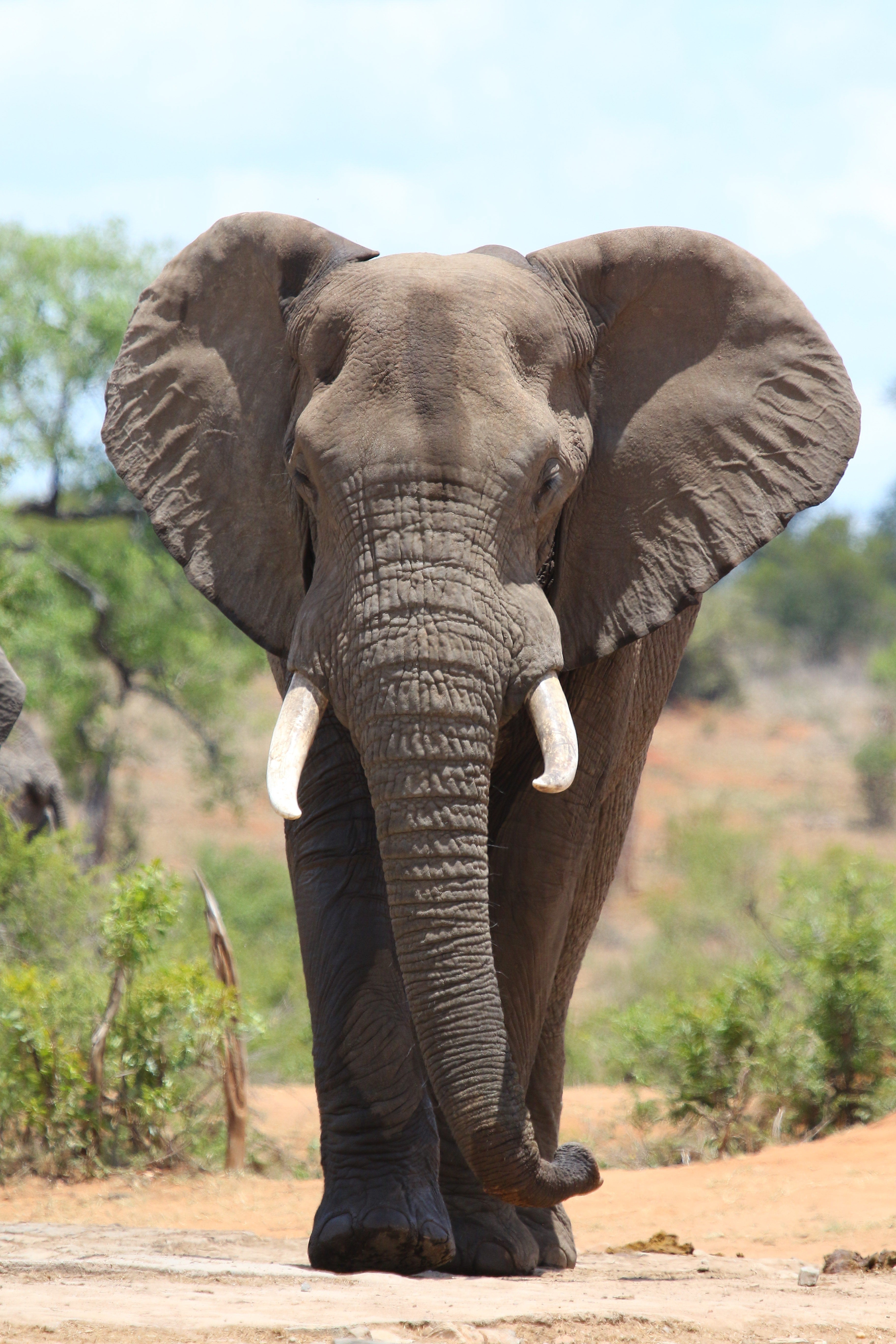 Elephant Print: 19 – Canvas & More