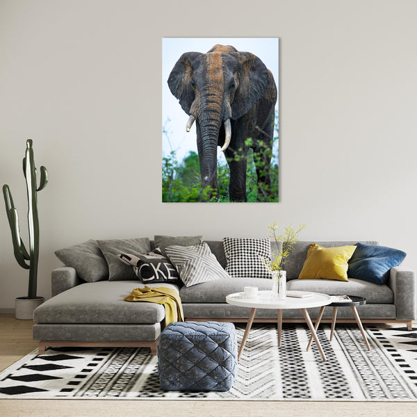 Elephant Print: 22