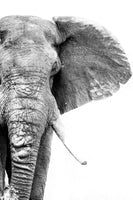 Elephant Print: 4