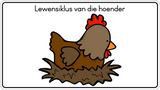 Lewensiklus van die hoender Fridge Magnets - (6 PER PACK)