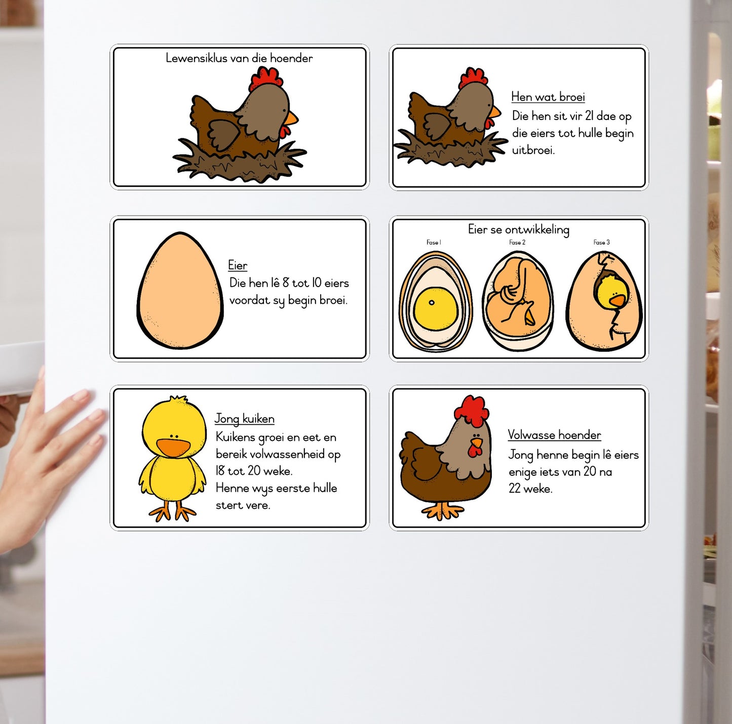 Lewensiklus van die hoender Fridge Magnets - (6 PER PACK)