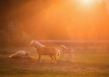 Horses in sunset light Canvas & More 