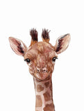 Unisex: Set of 1 - Watercolor Giraffe Canvas & More 