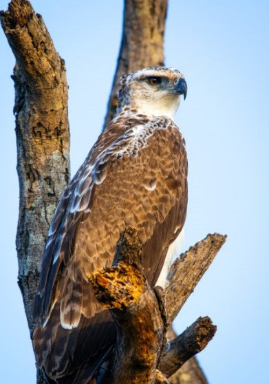Wildlife Bird Print: 2