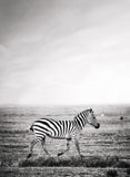 Zebra Print: 2
