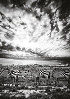 Zebra Print: 3