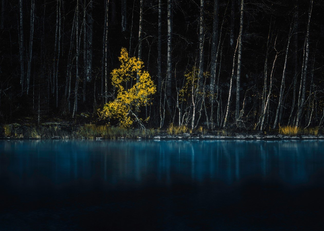 Yellow Tree Canvas & More 