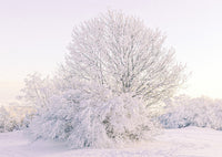 Snow Tree Canvas & More 