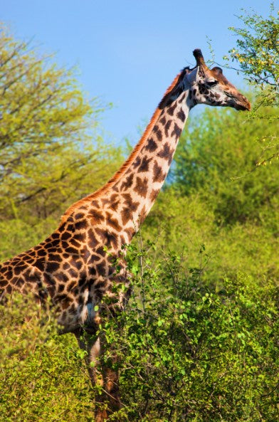 Giraffe Print: 1