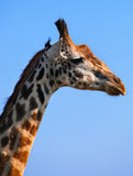 Giraffe Print: 2