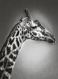 Giraffe Print: 2