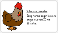 Lewensiklus van die hoender Fridge Magnets - (6 PER PACK)