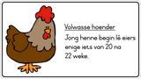 Lewensiklus van die hoender Fridge Magnets - (6 PER PACK)