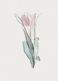 Watercolour Tulip